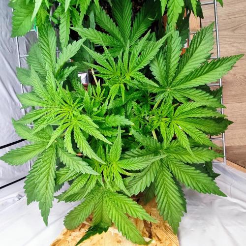 Medical Grow 1.0. Week 3 - MOTOR 