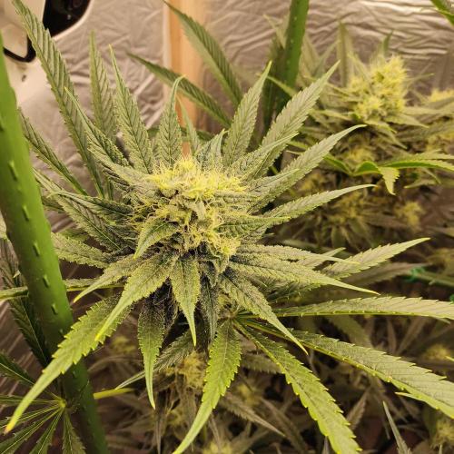 Granddaddy Purple 50W Start Misstake. Week 10