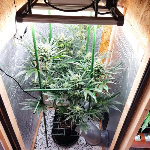 Granddaddy Purple 50W Start Misstake. Week 10