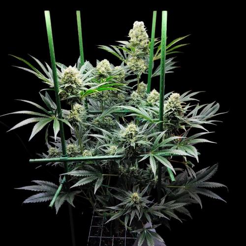 Granddaddy Purple 50W Start Misstake. Week 11