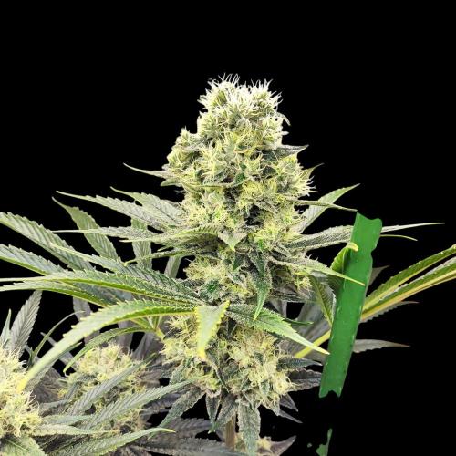 Granddaddy Purple 50W Start Misstake. Week 11