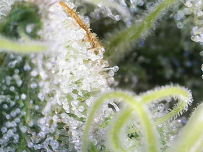 Granddaddy Purple 50W Start Misstake. Week 11