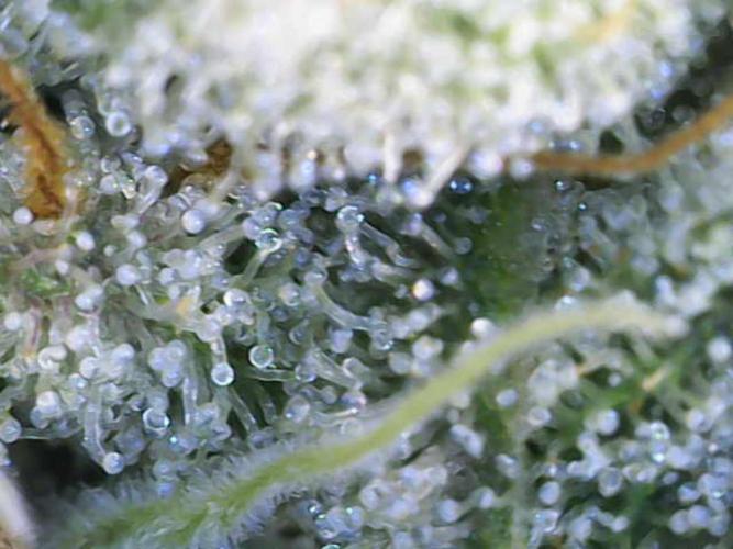 Granddaddy Purple 50W Start Misstake. Week 11