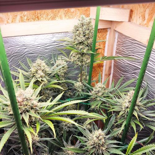 Granddaddy Purple 50W Start Misstake. Week 13