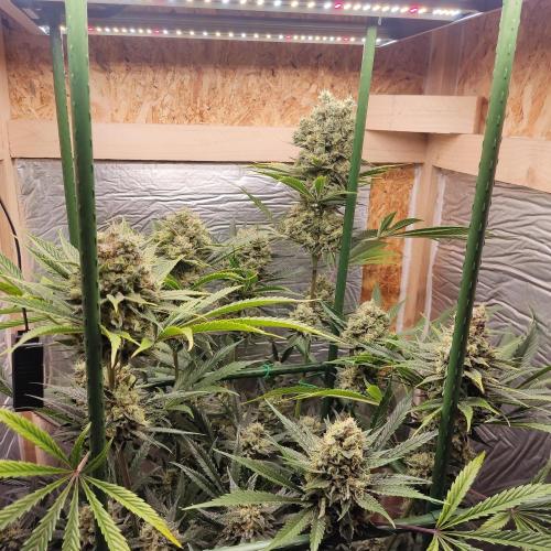 Granddaddy Purple 50W Start Misstake. Week 13