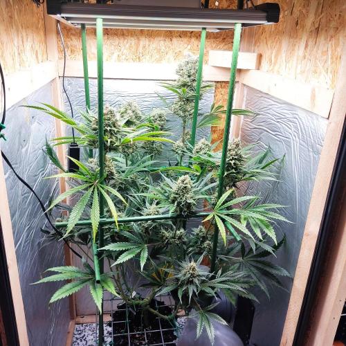 Granddaddy Purple 50W Start Misstake. Week 13