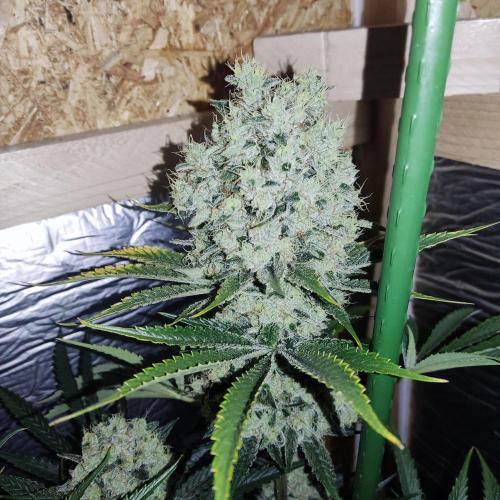 Granddaddy Purple 50W Start Misstake. Week 13