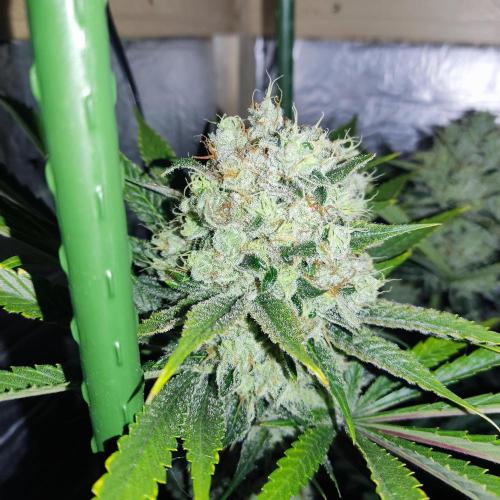 Granddaddy Purple 50W Start Misstake. Week 13