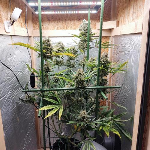 Granddaddy Purple 50W Start Misstake. Week 14