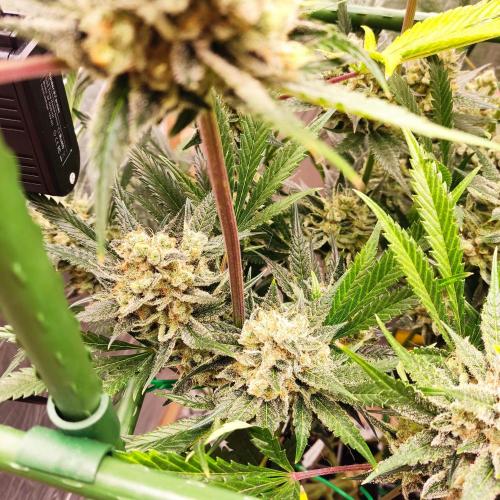 Granddaddy Purple 50W Start Misstake. Week 14