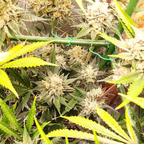 Granddaddy Purple 50W Start Misstake. Week 14