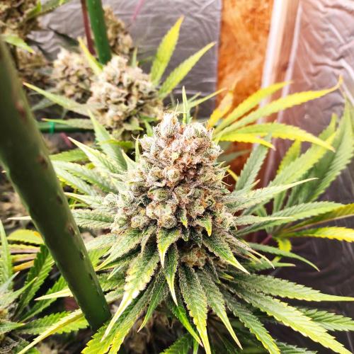 Granddaddy Purple 50W Start Misstake. Week 14