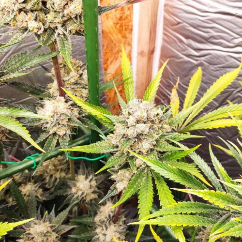 Granddaddy Purple 50W Start Misstake. Week 14