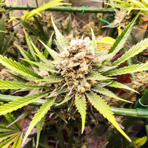 Granddaddy Purple 50W Start Misstake. Week 14