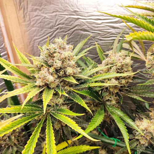 Granddaddy Purple 50W Start Misstake. Week 14