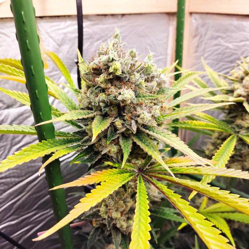 Granddaddy Purple 50W Start Misstake. Week 14