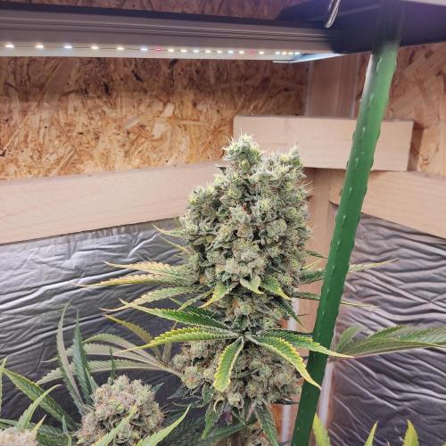 Granddaddy Purple 50W Start Misstake. Week 14