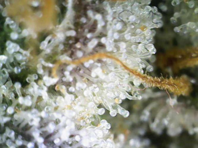 Granddaddy Purple 50W Start Misstake. Week 14