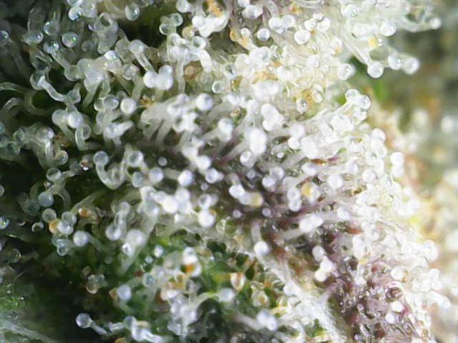 Granddaddy Purple 50W Start Misstake. Week 14