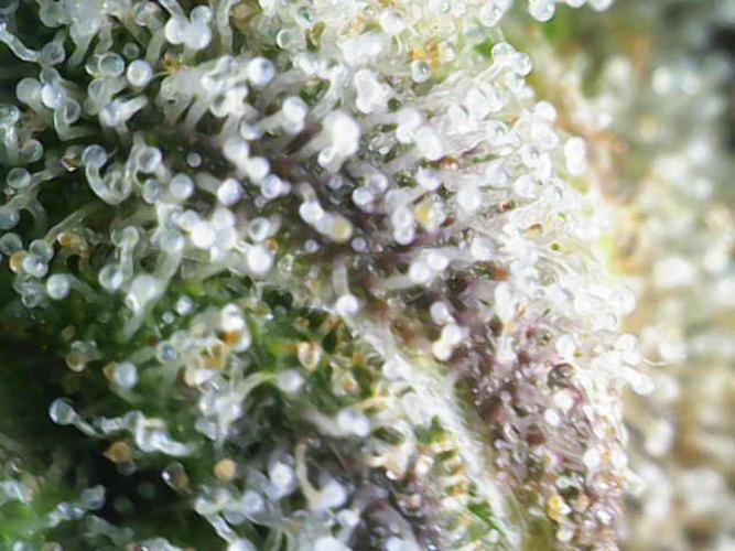 Granddaddy Purple 50W Start Misstake. Week 14