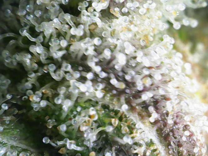 Granddaddy Purple 50W Start Misstake. Week 14