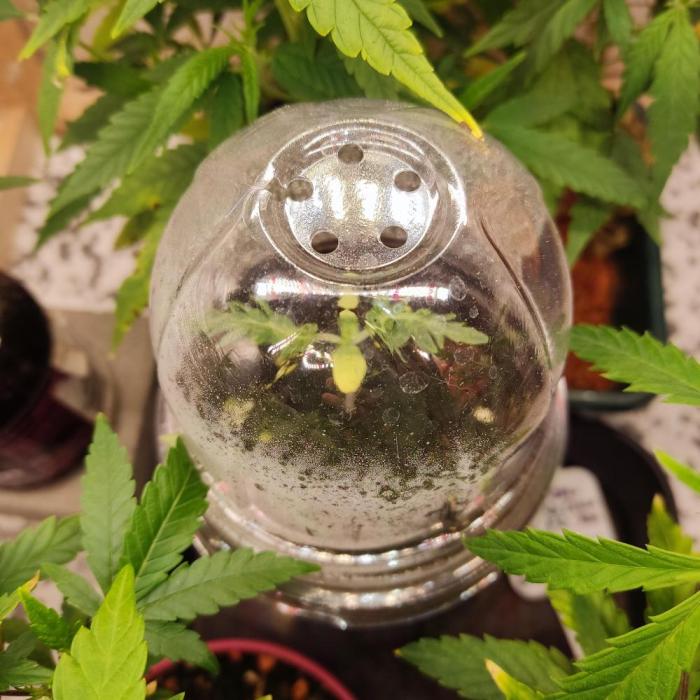 Mentha de Croco Bx1 F2. Week 1 - 09.01
