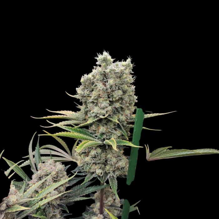 Granddaddy Purple 50W Start Misstake. Week 15