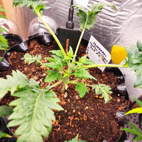 Mentha de Croco Bx1 F2. Week 4