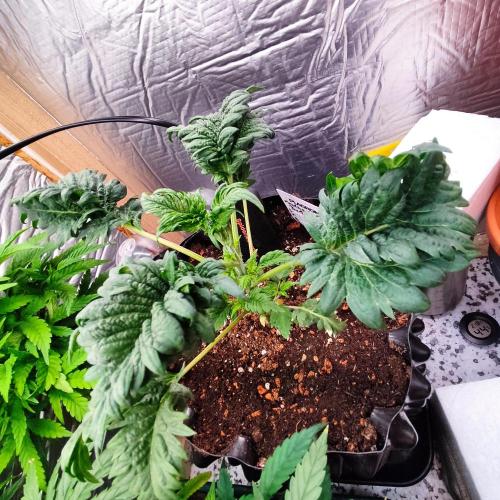 Mentha de Croco Bx1 F2. Week 4