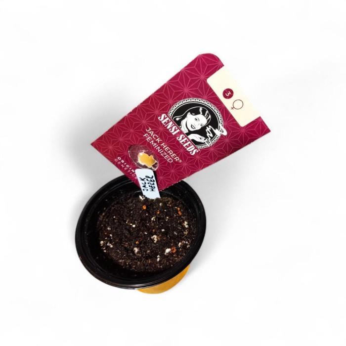 Jack Herer Fem.. Week 0 - Das Erste Mal direkt im Substrat.
Topf mit Haube.