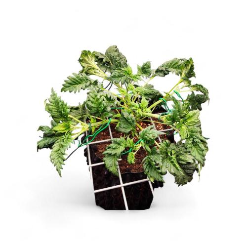 Mentha de Croco Bx1 F2. Week 5