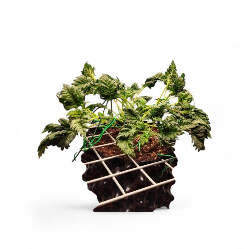 Mentha de Croco Bx1 F2. Week 5