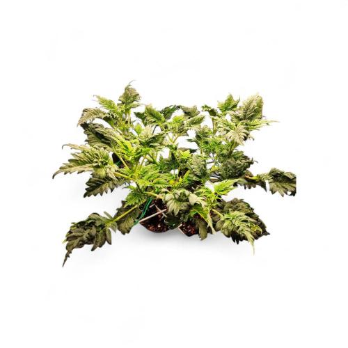 Mentha de Croco Bx1 F2. Week 6