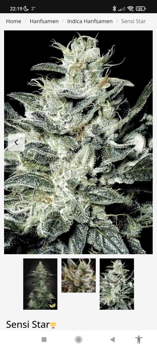 Sensi Star "Dont Panic Its Organic". Week 0