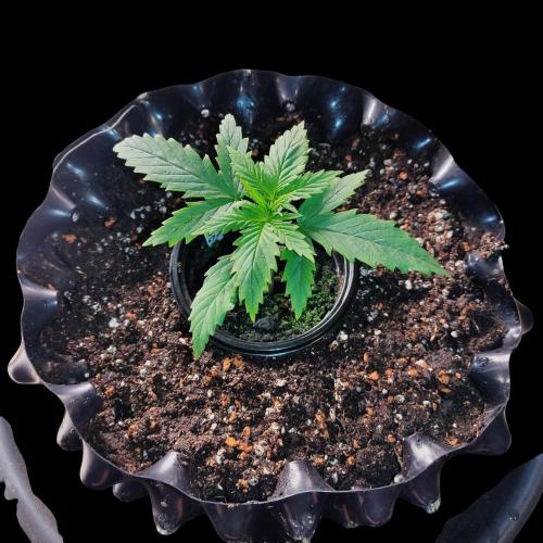 Jack Herer #1#2#3#4!. Week 2