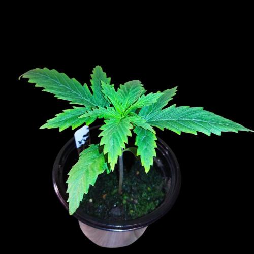 Jack Herer #1#2#3#4!. Week 2