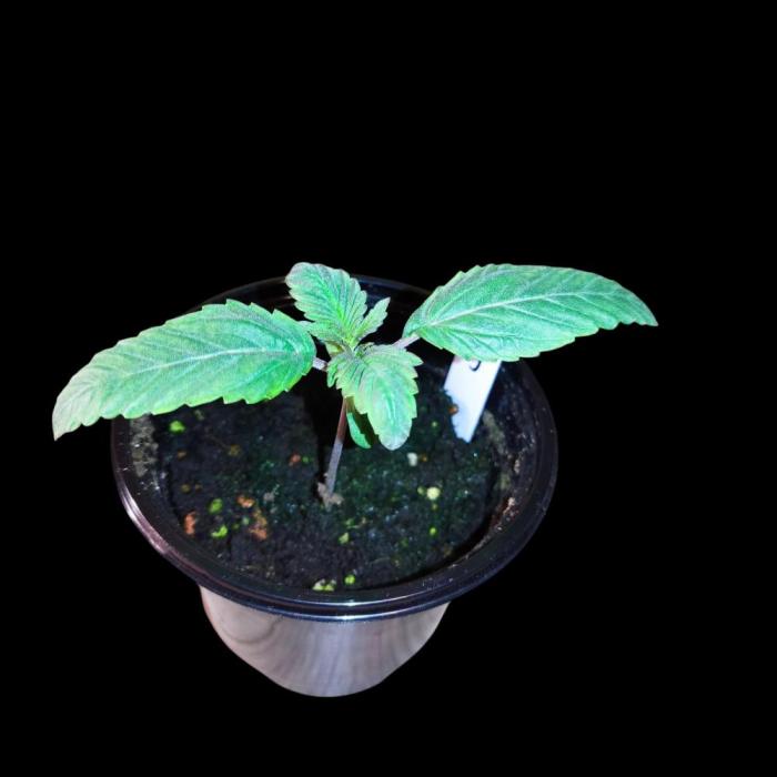 Sensi Star "Dont Panic Its Organic". Week 1