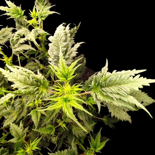 Mentha de Croco Bx1 F2. Week 8