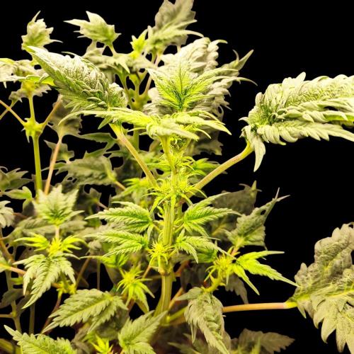 Mentha de Croco Bx1 F2. Week 8
