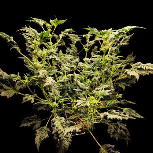 Mentha de Croco Bx1 F2. Week 8
