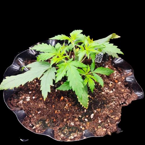 Jack Herer #1#2#3#4!. Week 3