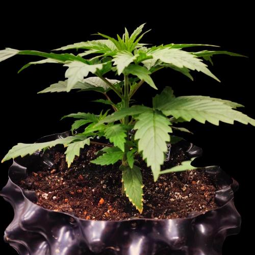 Jack Herer #1#2#3#4!. Week 3