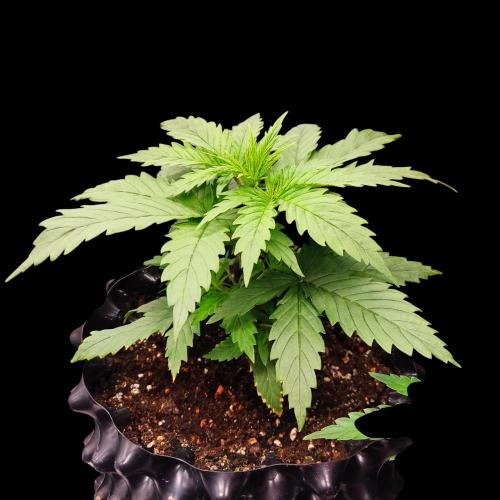 Jack Herer #1#2#3#4!. Week 3