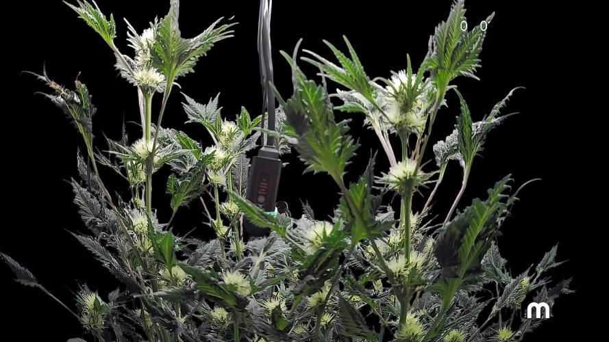 Mentha de Croco Bx1 F2. Week 9