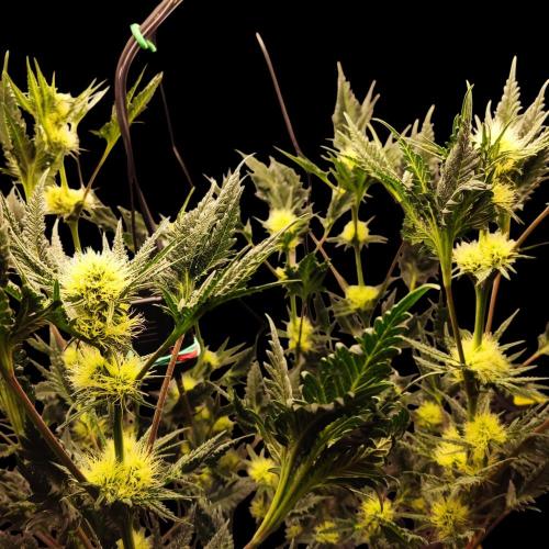 Mentha de Croco Bx1 F2. Week 9