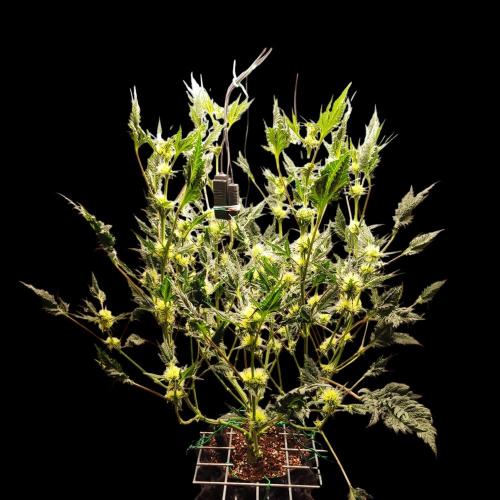 Mentha de Croco Bx1 F2. Week 9