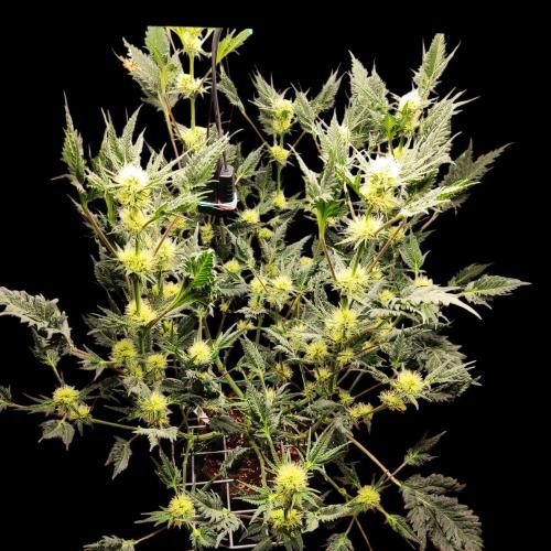 Mentha de Croco Bx1 F2. Week 9