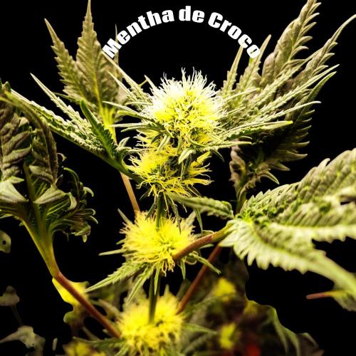 Mentha de Croco Bx1 F2. Week 9