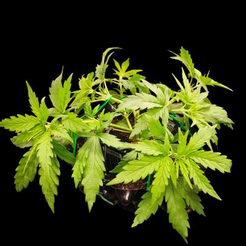 Jack Herer #1#2#3#4!. Week 3