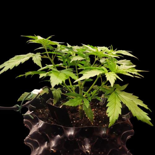 Jack Herer #1#2#3#4!. Week 3